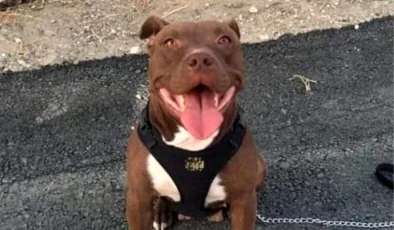 İzmir’de Şila adlı Pitbull cinsi köpeğin kulübesini ateşe vererek öldüren sanığın cezası artırıldı