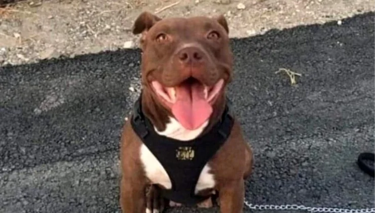 İzmir’de Şila adlı Pitbull cinsi köpeğin kulübesini ateşe vererek öldüren sanığın cezası artırıldı