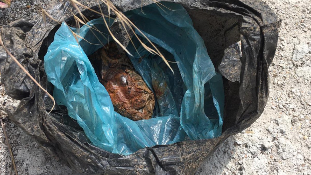 Almanya’da ormanda el bombasıyla dolu çanta bulundu