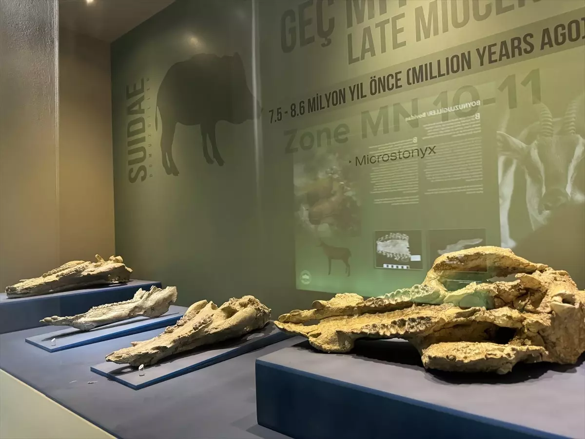 Çankırı Müzesi’ne İlgi Artıyor