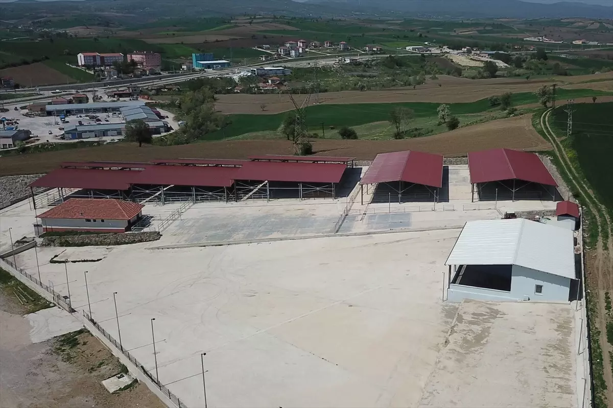 Havza’da Canlı Hayvan Pazarı Süresiz Kapandı